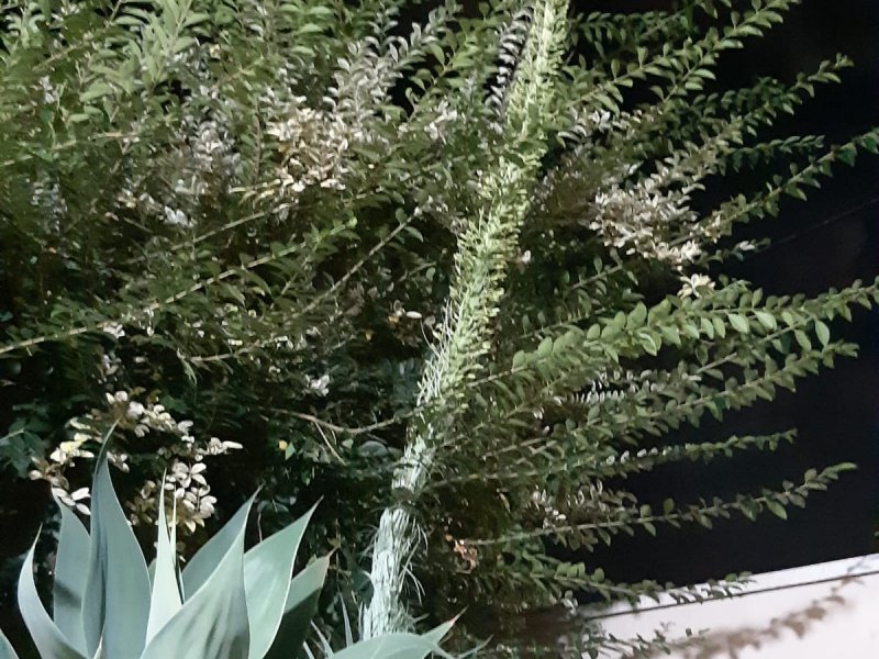 Casa à venda Fabrício com 180m² e 3 quartos por R$ 600.000 - 109662546-img-20220114-wa0054.jpg