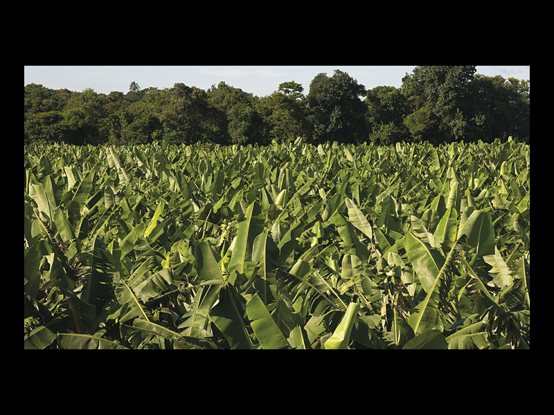 Sítio à venda Centro com 144m² e 1 quarto por R$ 200.000 - 442281296-preco-da-banana-por-hectare-2.png