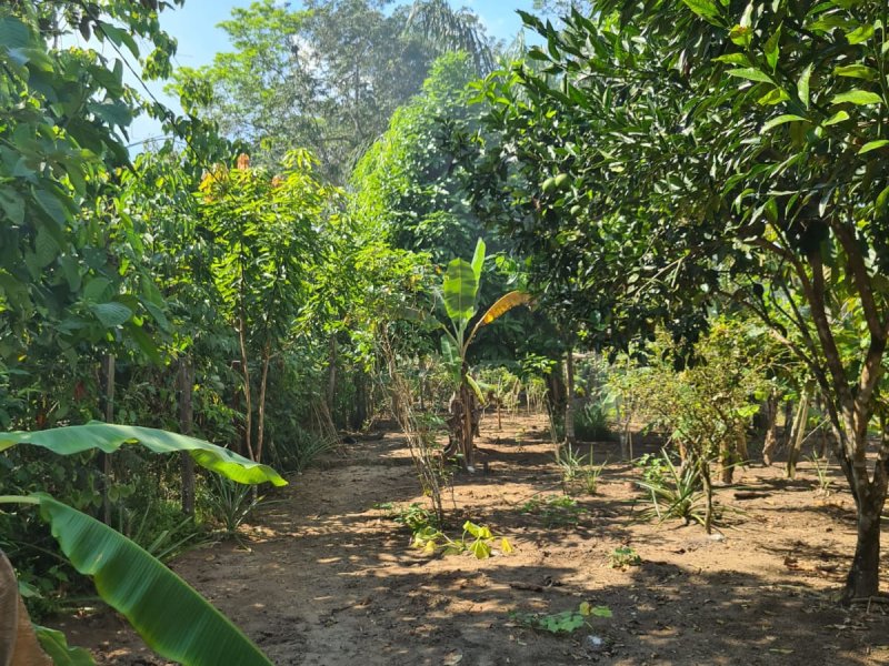 Casa à venda Santa Etelvina com 1000m² e 1 quarto por R$ 65.000 - 1073183104-img-20211204-wa0013.jpg