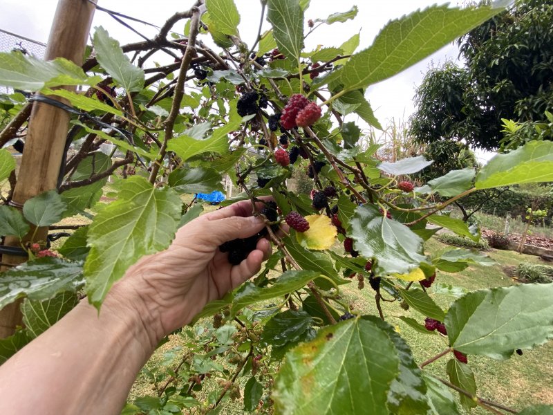 Chácara à venda Alpes D Ouro com 1400m² e 5 quartos por R$ 1.853.000 - 190400542-ebaf51b1-cdb9-4abe-a49b-4cc643fdbd35.jpeg