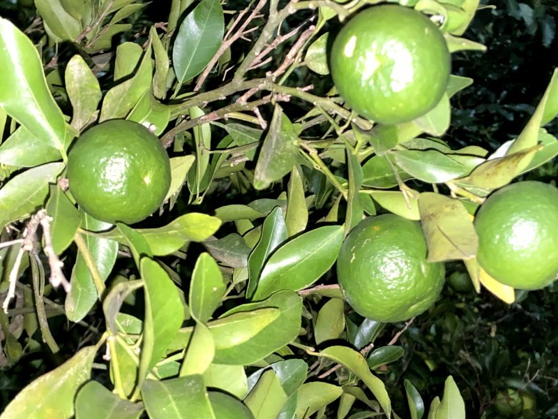 Chácara à venda Alpes D Ouro com 1400m² e 5 quartos por R$ 1.853.000 - 883955425-5efc8501-0883-4c13-95cc-84ac404d8767.jpeg