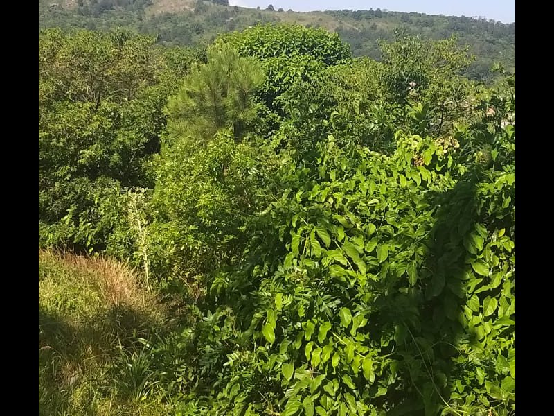 Terreno à venda Aberta dos Morros com 173m² e 1 quarto por R$ 85.000 - 1726473144-terreno-1.jpeg