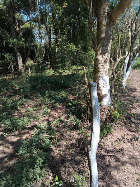 Terreno à venda Quirino com 584m² e 1 quarto por R$ 100.000 - 1274772020-img-20220810-wa0030.jpg