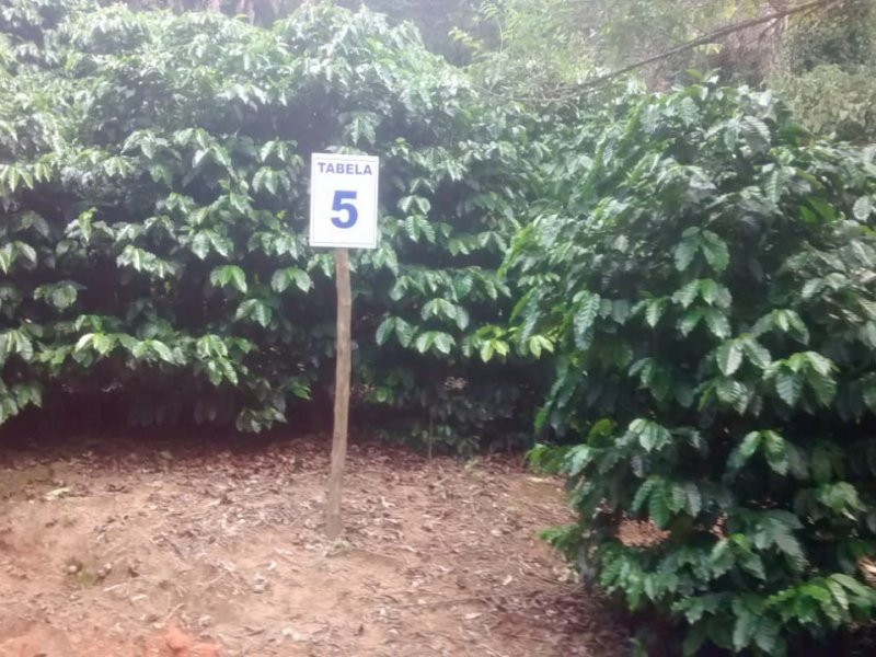 Sítio à venda Centro com 408m² e 4 quartos por R$ 1.800.000 - 69479040-489ff4de-56a2-448b-926f-41b243a0eba4.jpeg