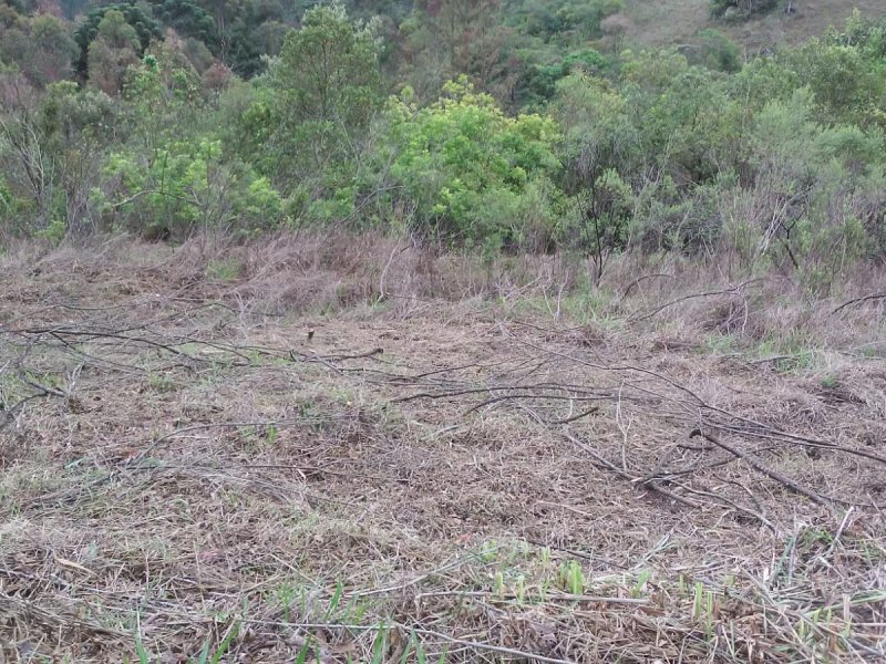 Sítio à venda Centro com 20000m² e 1 quarto por R$ 300.000 - 917813912-whatsapp-image-2021-11-24-at-14.jpeg