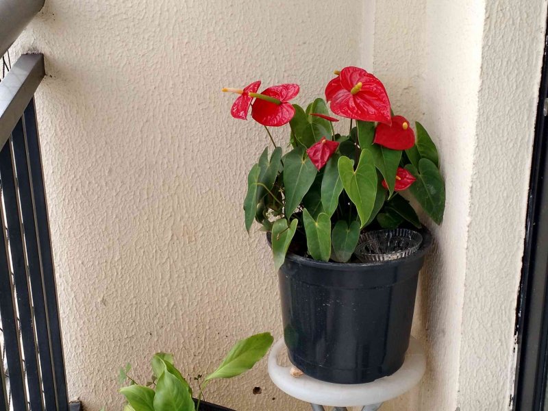 Apartamento à venda Portal dos Gramados com 50m² e 2 quartos por R$ 300.000 - 251077305-inbound6003396768361078191.jpg