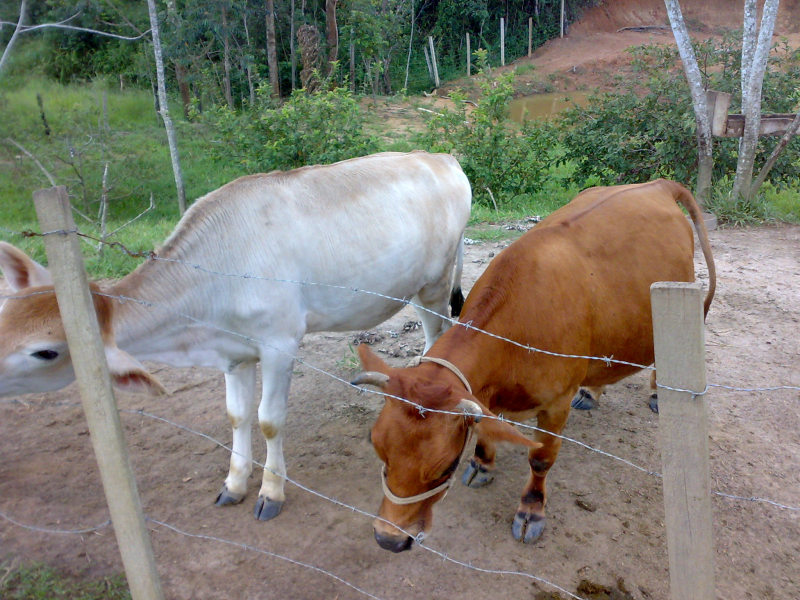 Sítio à venda Veraneio iraja com 40000m² e 10 quartos por R$ 3.000.000 - 2049114119-39-animais4.png
