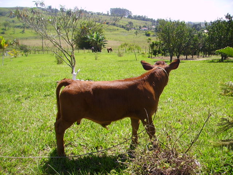 Sítio à venda Veraneio iraja com 40000m² e 10 quartos por R$ 3.000.000 - 401746639-39-animais3.png