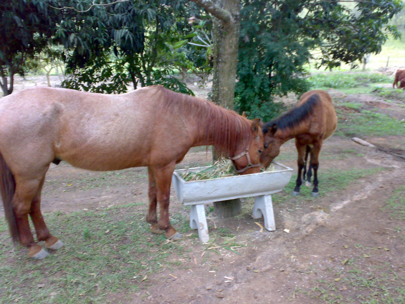Sítio à venda Veraneio iraja com 40000m² e 10 quartos por R$ 3.000.000 - 714881016-39-animais5.png