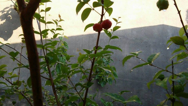 Casa à venda Inconfidência com 640m² e 3 quartos por R$ 420.000 - 172840210-acerola.jpg