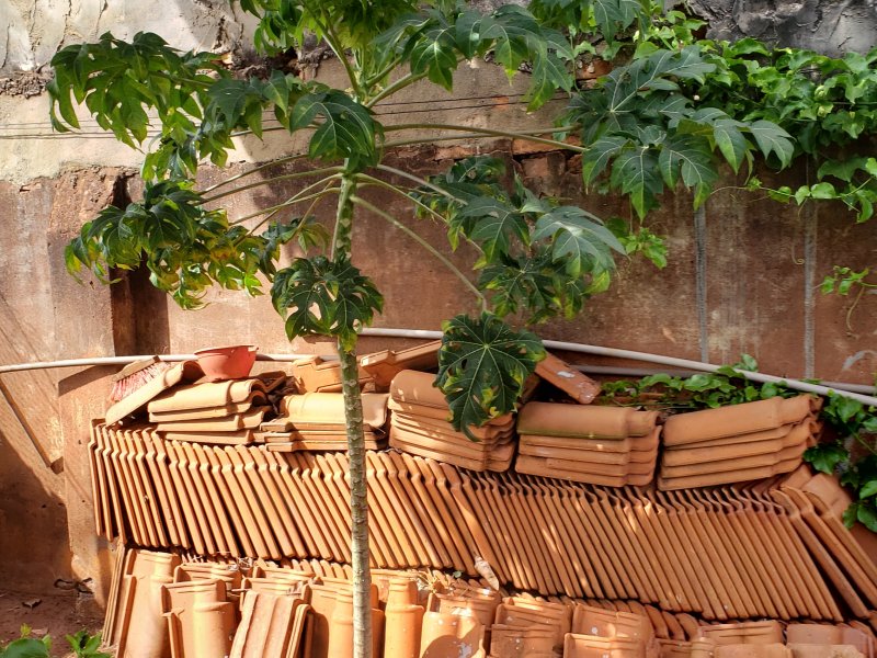 Casa à venda Centro com 850m² e 5 quartos por R$ 1.200.000 - 1942843372-20220509-100950.jpg