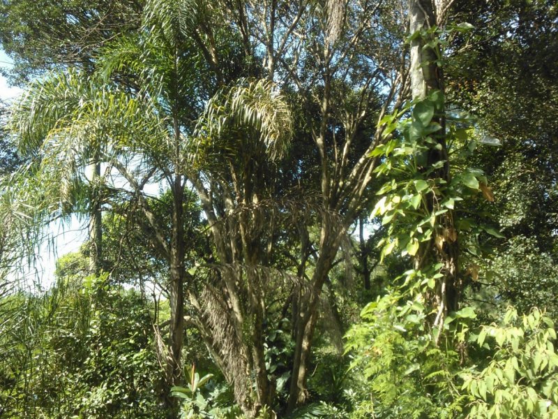 Terreno à venda Jardim Souza com 38000m² e 1 quarto por R$ 12.000.000 - 2024912992-wp-000608.jpg
