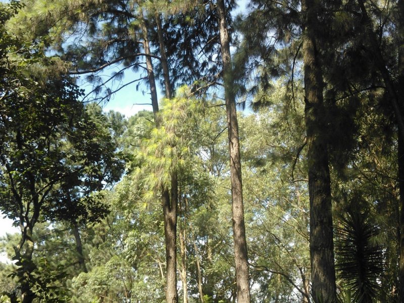Terreno à venda Jardim Souza com 38000m² e 1 quarto por R$ 12.000.000 - 368444302-wp-000610.jpg
