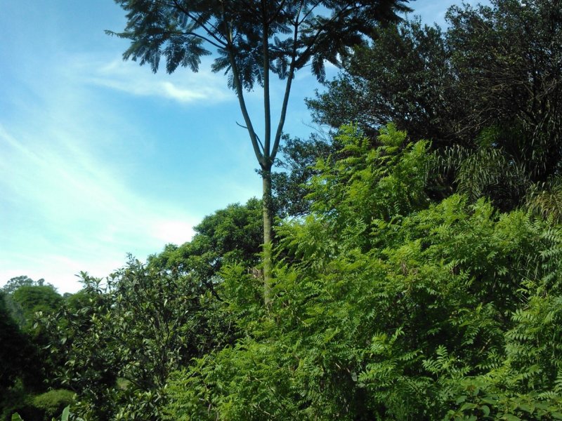 Terreno à venda Jardim Souza com 38000m² e 1 quarto por R$ 12.000.000 - 613382322-wp-000615.jpg