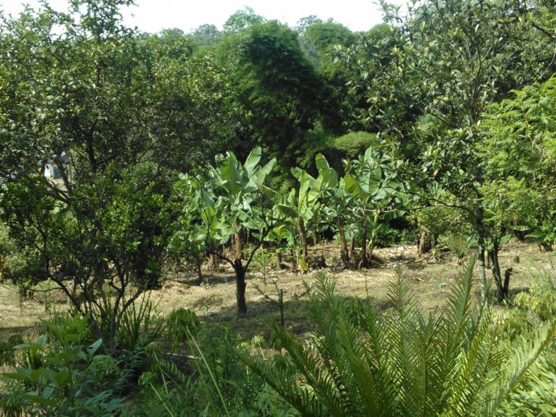 Terreno à venda Jardim Souza com 38000m² e 1 quarto por R$ 12.000.000 - 972933040-wp-000613.jpg
