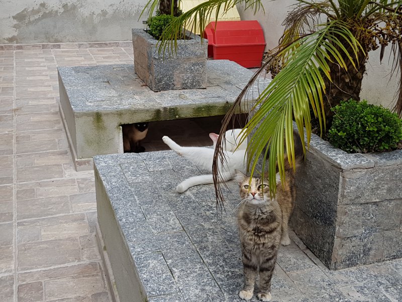 Casa à venda Jardim São José com 450m² e 5 quartos por R$ 900.000 - 1062557568-20180318-113809.jpg