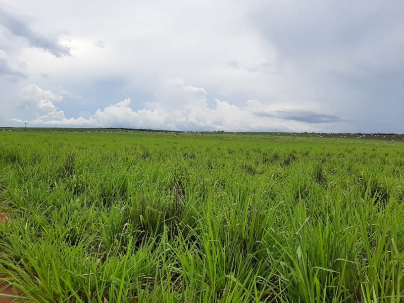 Fazenda à venda Centro com 1000000m² e 2 quartos por R$ 50.000.000 - 1166818902-8f2b71cf-4097-4330-be34-1b2b39cb95e1.jpg