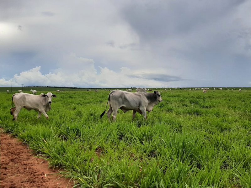 Fazenda à venda Centro com 1000000m² e 2 quartos por R$ 50.000.000 - 1186037584-effc6da6-f8db-4b73-9c95-5cd0301033da.jpg