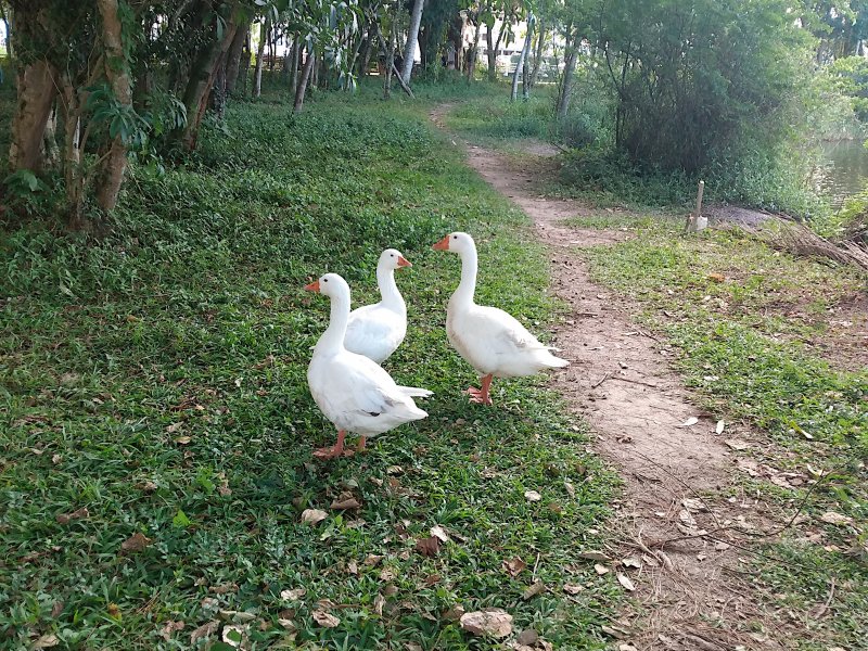 Apartamento à venda Aririu com 68m² e 2 quartos por R$ 169.000 - 1090502447-img-20210516-161225801.jpg