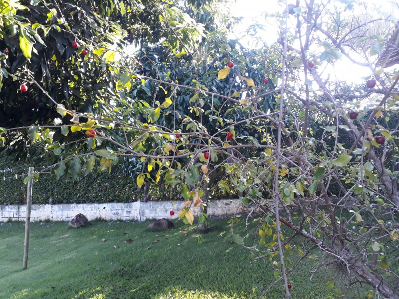 Chácara à venda Horizonte Azul com 1000m² e 3 quartos por R$ 800.000 - 1272805207-20220124-075449.jpg