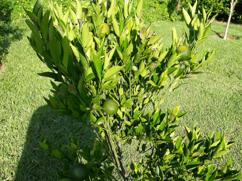 Chácara à venda Horizonte Azul com 1000m² e 3 quartos por R$ 800.000 - 1894893498-20220124-075535.jpg