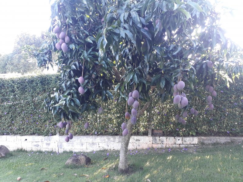 Chácara à venda Horizonte Azul com 1000m² e 3 quartos por R$ 800.000 - 219651327-20220124-075457.jpg