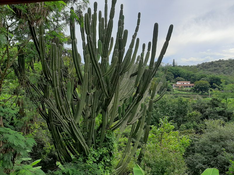 Chácara à venda Parque Valinhos com 2820m² e 4 quartos por R$ 7.500.000 - 1259463178-20220205-162550.jpg