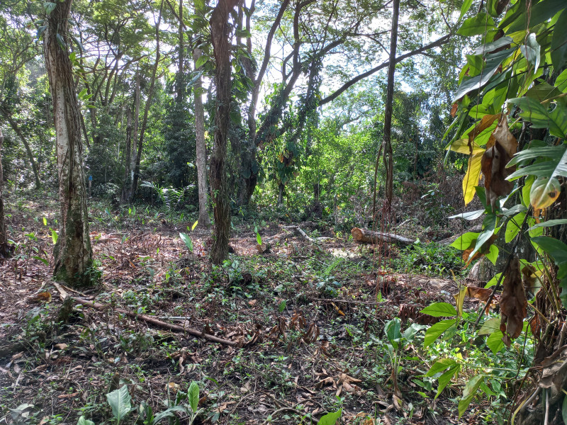 Terreno à venda Parque Santo Antonio com 390m² e 1 quarto por R$ 35.000 - 1034682952-20230318-084352.jpg