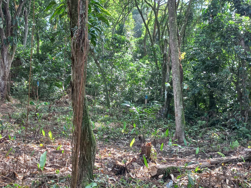 Terreno à venda Parque Santo Antonio com 390m² e 1 quarto por R$ 35.000 - 530849489-20230318-084429.jpg