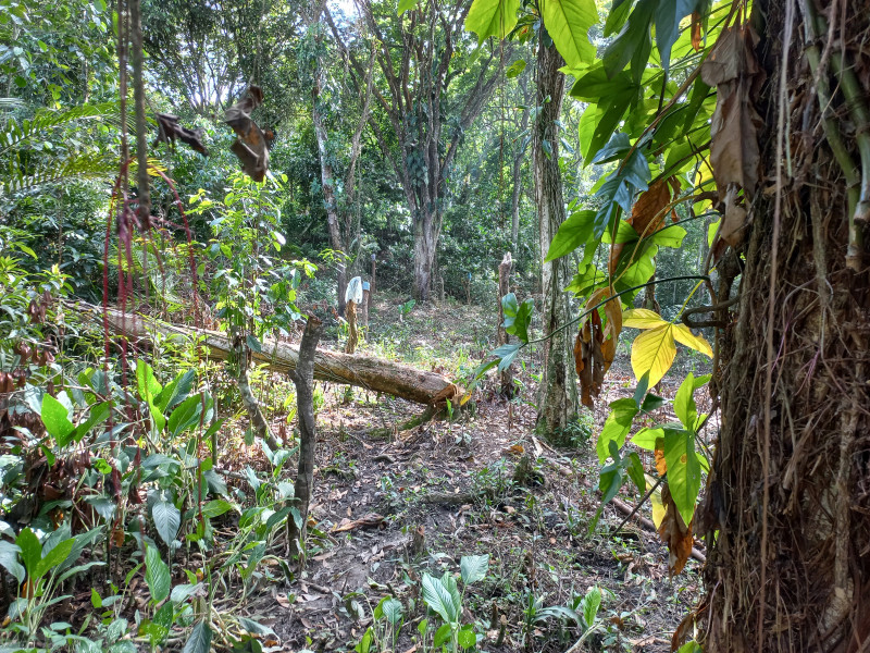 Terreno à venda Parque Santo Antonio com 390m² e 1 quarto por R$ 35.000 - 875446599-20230318-084405.jpg