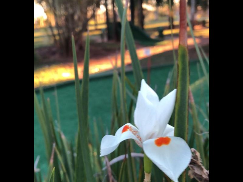 Casa de condomínio à venda Thermas de Santa Barbara com 165m² e 4 quartos por R$ 70.000 - 1228796587-photo-2022-03-04-08-08-22.jpg