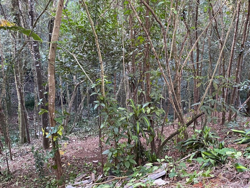 Terreno à venda Centro com 518m² e 1 quarto por R$ 85.000 - 538539020-foto10.jpeg