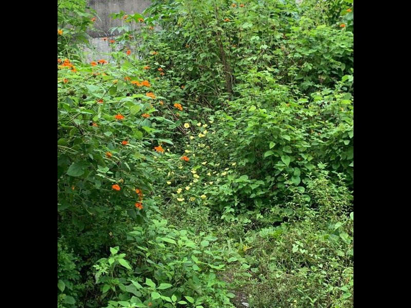 Terreno à venda Rocha com 1209m² e 1 quarto por R$ 300.000 - 2084475605-whatsapp-image-2022-03-14-at-13.jpeg