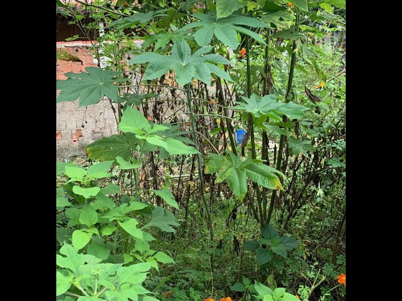 Terreno à venda Rocha com 1209m² e 1 quarto por R$ 300.000 - 342105400-whatsapp-image-2022-03-14-at-13.jpeg