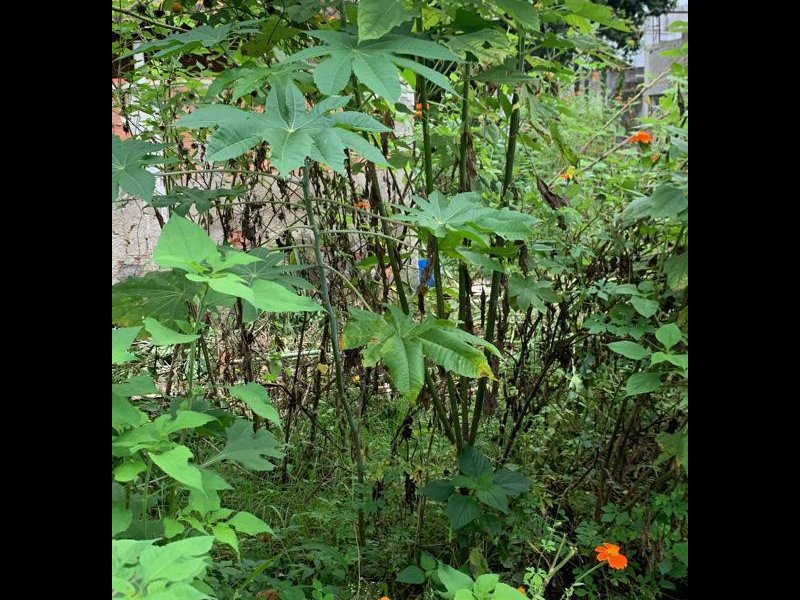 Terreno à venda Rocha com 1209m² e 1 quarto por R$ 300.000 - 686163869-whatsapp-image-2022-03-14-at-13.jpeg