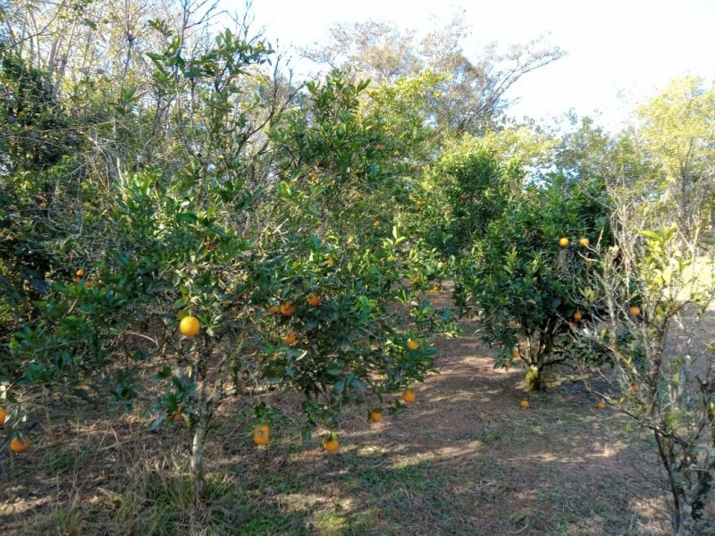 Chácara à venda Vl. Aparecida com 7000m² e 3 quartos por R$ 390.000 - 1623253138-ch15.jpg