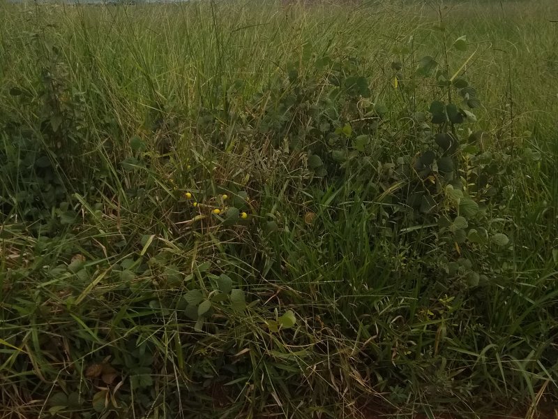 Terreno à venda Chácaras Recreio São João com 200m² e 1 quarto por R$ 12.000 - 1074728717-img-20220320-132613218.jpg