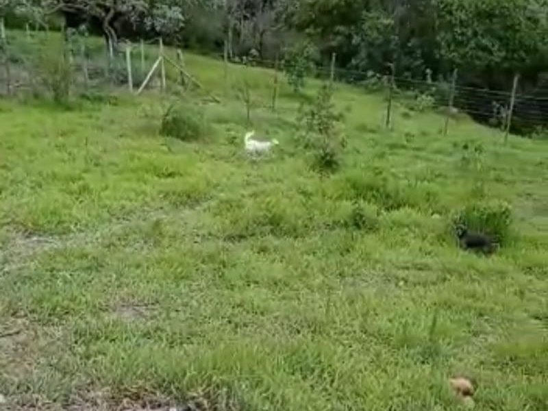 Chácara à venda Centro com 1000m² e 1 quarto por R$ 200.000 - 1444012009-12.jpeg