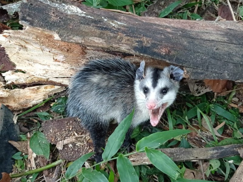Chácara à venda Centro com 1000m² e 1 quarto por R$ 200.000 - 65136038-9.jpeg