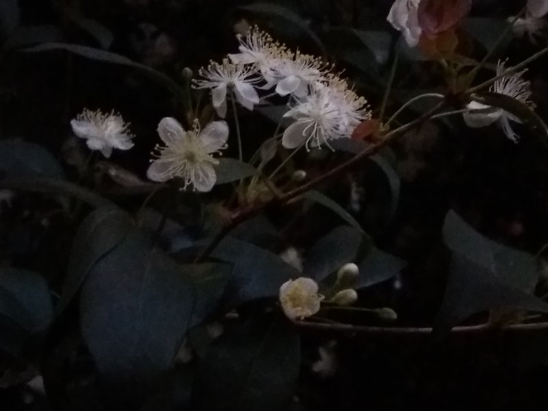 Casa à venda Centro com 484m² e 3 quartos por R$ 1.000.000 - 2115516491-20200625-063406.jpg