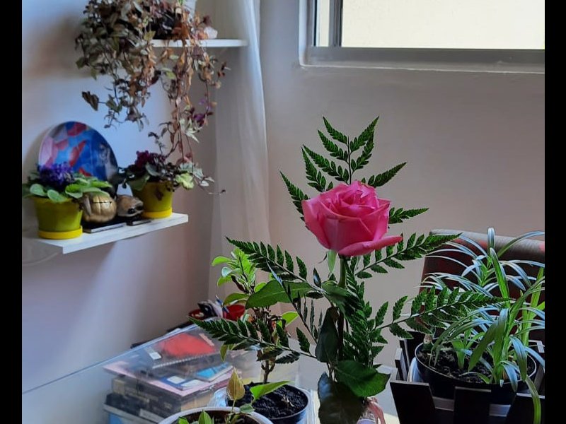 Apartamento à venda Glória com 38m² e 2 quartos por R$ 150.000 - 1794305063-img-20220404-wa0036.jpg