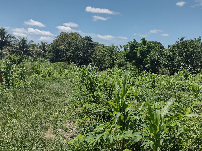 Sítio à venda centro com 14000m² e 2 quartos por R$ 220.000 - 1029127392-img-20211221-102417246-hdr.jpg