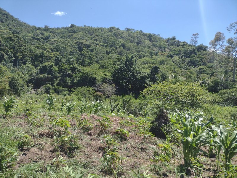 Sítio à venda centro com 14000m² e 2 quartos por R$ 220.000 - 1096081085-img-20211221-101743525-burst000-cover.jpg