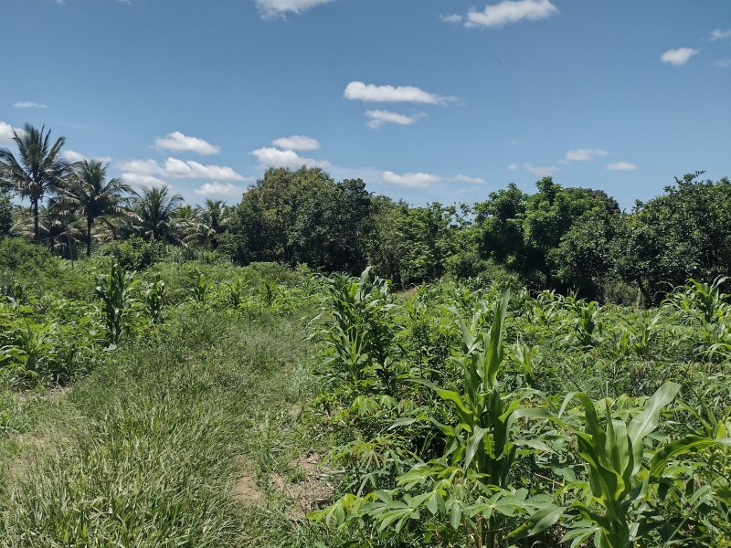 Sítio à venda centro com 14000m² e 2 quartos por R$ 220.000 - 2016540143-img-20211221-102413300-hdr.jpg