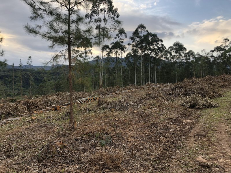 Chácara à venda Centro com 10000m² e 2 quartos por R$ 160.000 - 688945818-2022-06-28-16-44-img-0795.JPG