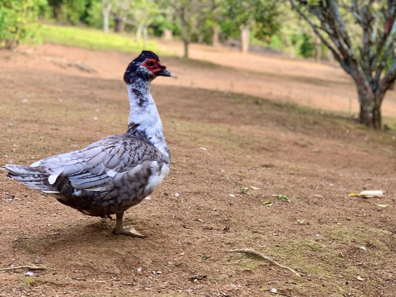 Sítio à venda Sorocabucu com 11000m² e 3 quartos por R$ 700.000 - 1944831617-0d3053f2-d607-44ce-88e5-2c2628aff0f0.jpeg