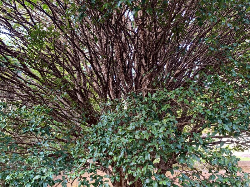 Sítio à venda Sorocabucu com 11000m² e 3 quartos por R$ 700.000 - 480839516-fbb2e700-f09a-4756-8f89-adde5a9c2ea5.jpeg