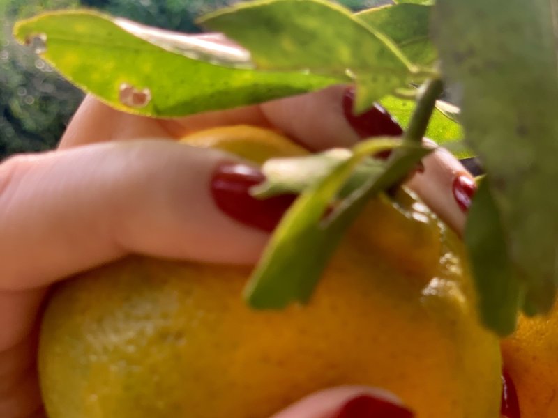 Sítio à venda Sorocabucu com 11000m² e 3 quartos por R$ 700.000 - 511379553-bf5cc84d-f906-4c5a-bb78-c807caa06b5d.jpeg