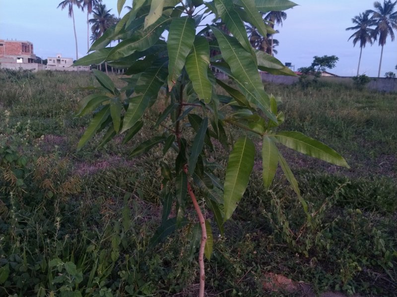 Casa de condomínio à venda Muçumagro com 105m² e 3 quartos por R$ 250.000 - 1757754336-p-20220307-173107-p.jpg