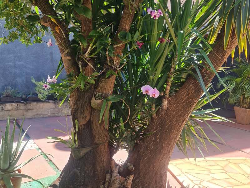 Casa à venda Jardim Irajá com 155m² e 3 quartos por R$ 800.000 - 1797488565-orquideas.jpg